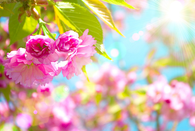 Pink flowers tree branch sun free wallpaper for desktop - medium preview image