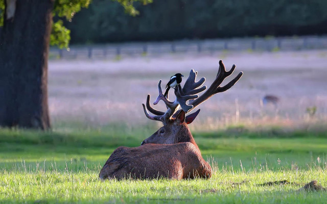 Deer laying field antlers head free wallpaper for desktop - medium preview image