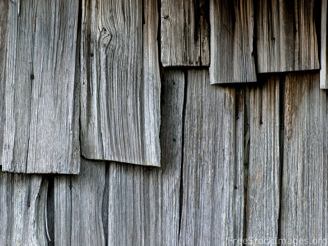 Wooden wall bird perched close free wallpaper for desktop - medium preview image