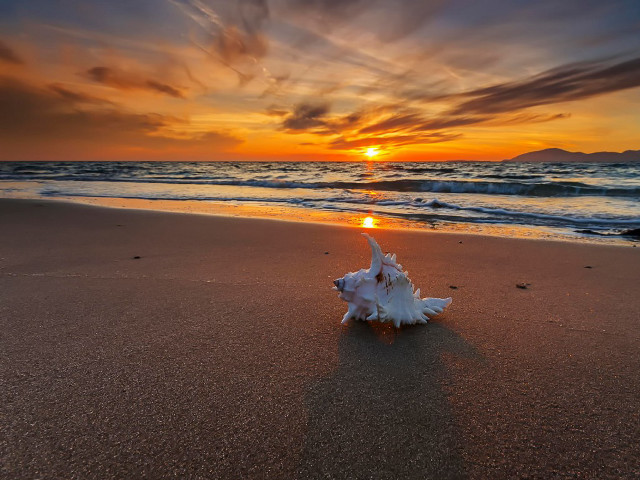 Shell beach sunset sun clouds free wallpaper for desktop - medium preview image