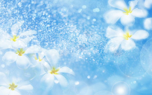 Blue background white flowers water free wallpaper for desktop - medium preview image