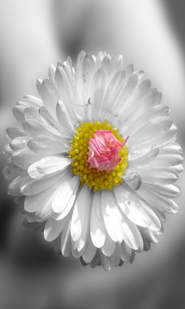 White flower pink center macro free wallpaper for mobile - medium preview image