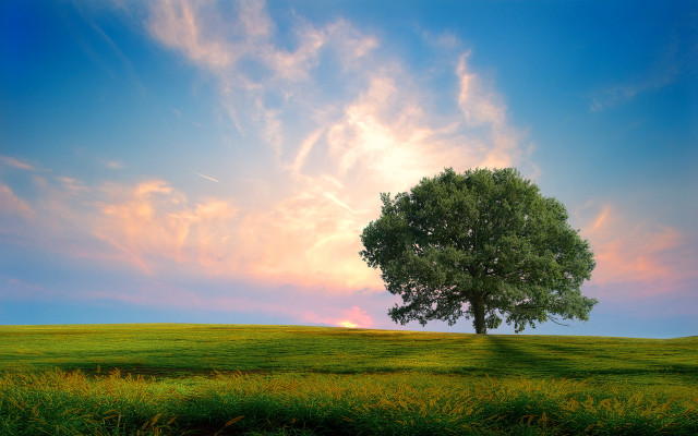 Lone tree grassy field pink #2 free wallpaper for desktop - medium preview image