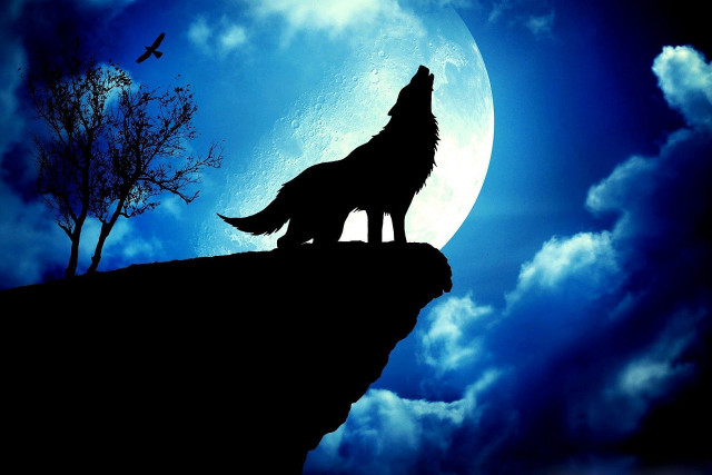 Wolf cliff moon plane tree free wallpaper for desktop - medium preview image