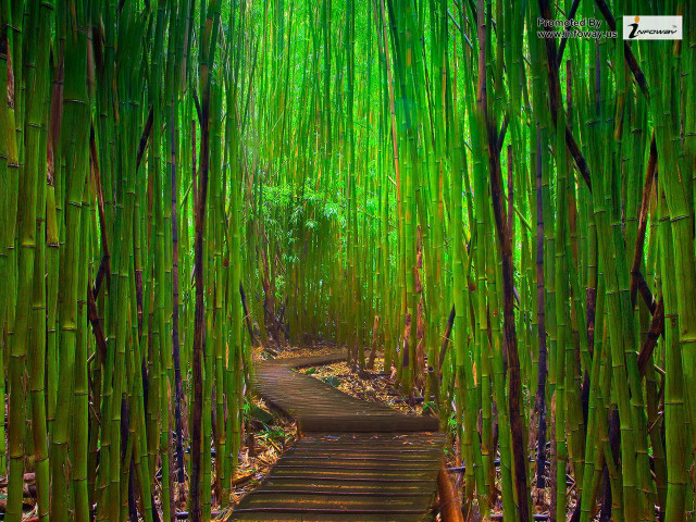 Bamboo forest path green trees free wallpaper for desktop - medium preview image