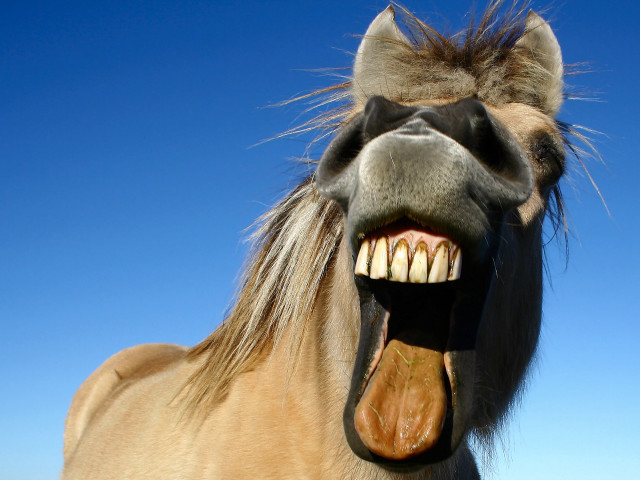 Horse open mouth tongue smile free wallpaper for desktop - medium preview image