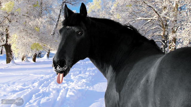 Black horse snow tongue out free wallpaper for desktop - medium preview image