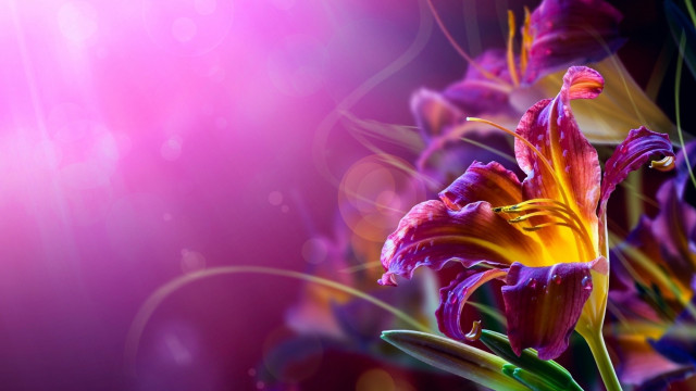 Flower magic realism airbrush bokeh free wallpaper for desktop - medium preview image