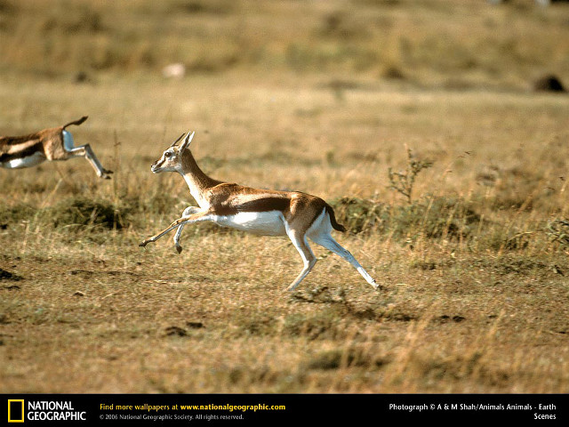 Gazelles running dry grass field free wallpaper for desktop - medium preview image