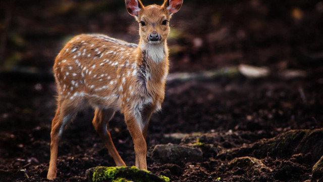 Small deer dirt field forest free wallpaper for desktop - medium preview image