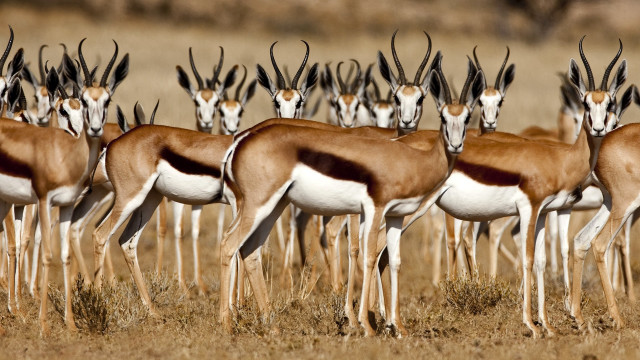 Gazelle herd dry grass field free wallpaper for desktop - medium preview image