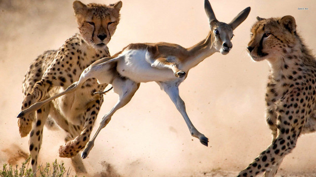 Wild animals running dirt together free wallpaper for desktop - medium preview image
