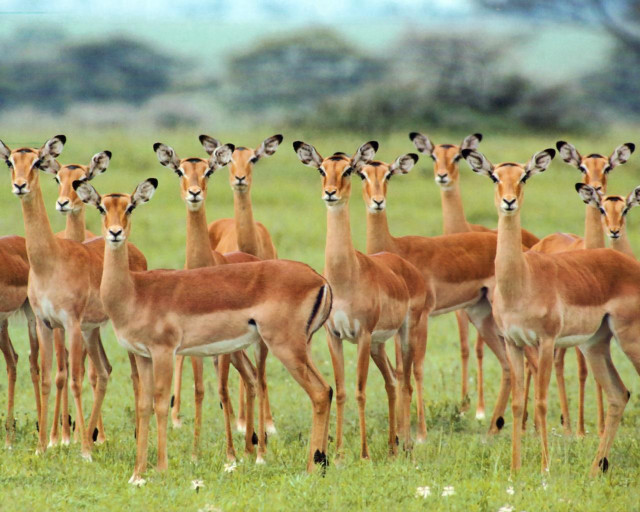 Gazelle herd lush green field free wallpaper for desktop - medium preview image