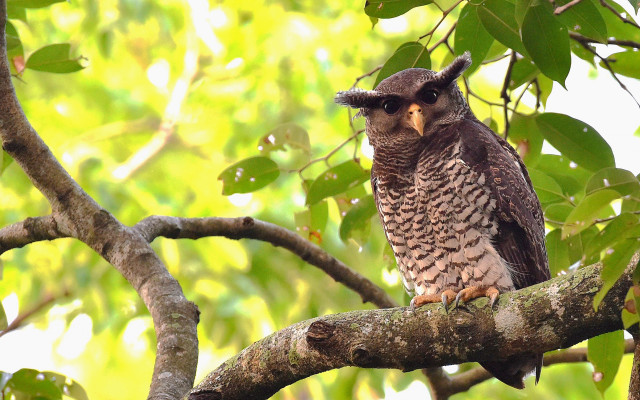 Bird perched tree branch leaves free wallpaper for desktop - medium preview image