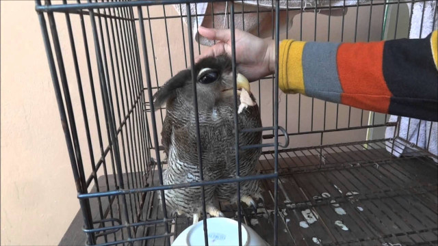 Bird fed person cage toilet free wallpaper for desktop - medium preview image