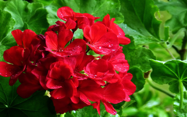 Red flower green leaves water free wallpaper for desktop - medium preview image