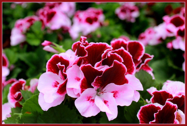 Pink red flowers garden red free wallpaper for desktop - medium preview image
