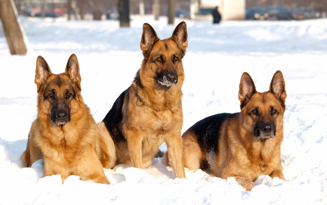 Three dogs sitting snow camera free wallpaper for desktop - medium preview image