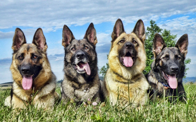 German shepherds laying grass tongues #2 free wallpaper for desktop - medium preview image