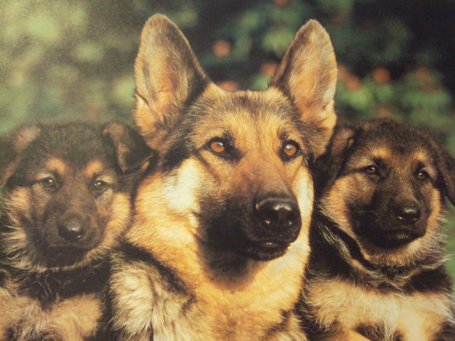 Three dogs brothers hildebrandt shiba free wallpaper for desktop - medium preview image