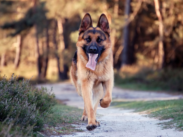 German shepherd running dirt road free wallpaper for desktop - medium preview image
