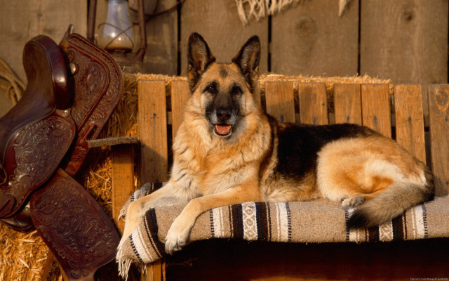 Dog bench barn saddle cowgirl free wallpaper for desktop - medium preview image