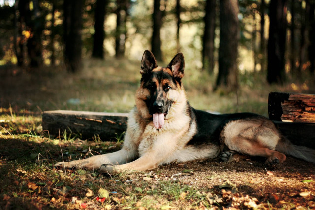 German shepherd woods tongue hanging free wallpaper for desktop - medium preview image