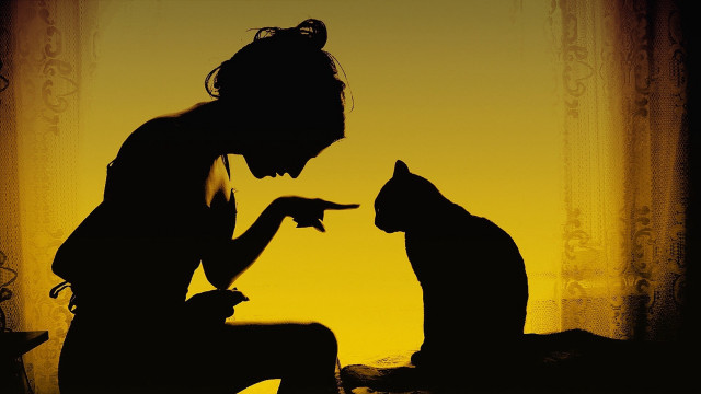 Woman pointing cat yellow background free wallpaper for desktop - medium preview image