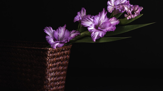 Basket purple flowers tabletop black free wallpaper for desktop - medium preview image