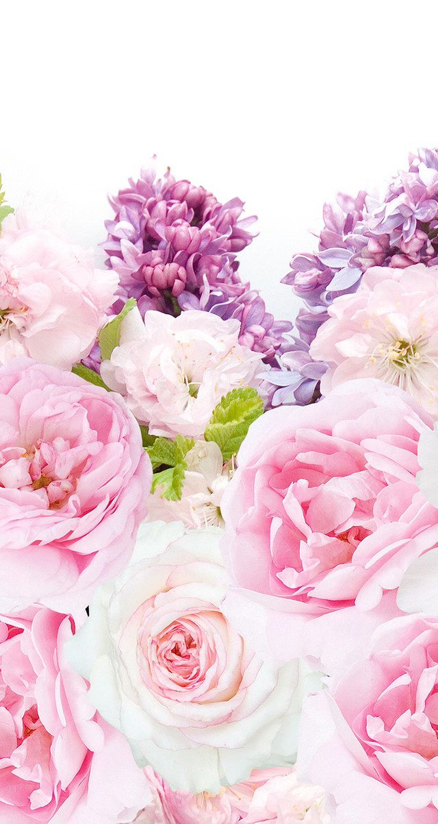 Pink white flowers white background free wallpaper for mobile - medium preview image
