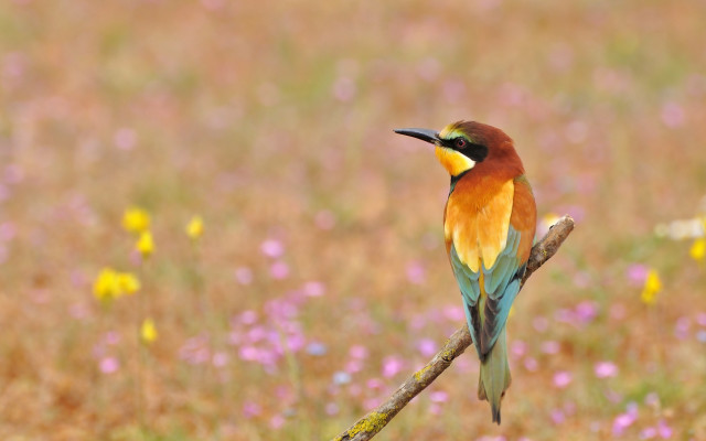 Bird branch field flowers grass free wallpaper for desktop - medium preview image