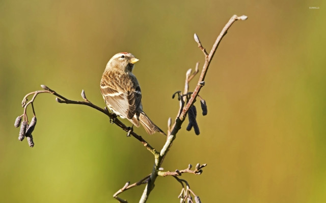 Bird perched branch blurry background free wallpaper for desktop - medium preview image