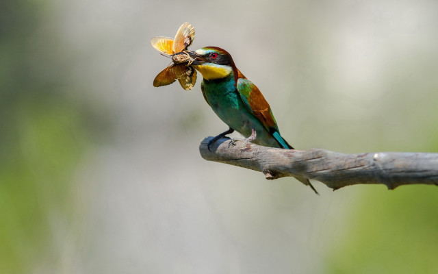 Colorful bird bug branch blurry free wallpaper for desktop - medium preview image