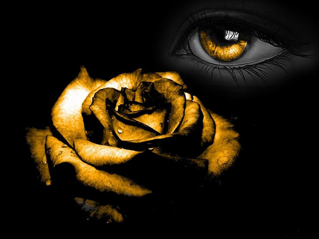 Yellow rose black background eye free wallpaper for desktop - medium preview image