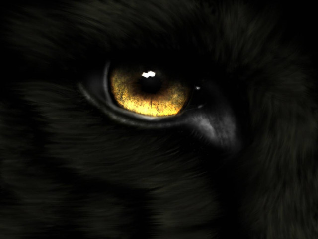 Tiger eye yellow eyeshadow black #2 free wallpaper for desktop - medium preview image