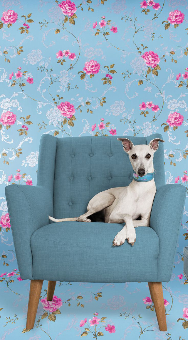 Dog blue chair floral wallpaper free wallpaper for mobile - medium preview image