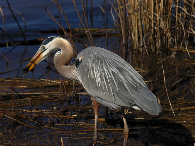 Bird long beak marshy reeds free wallpaper for desktop - medium preview image