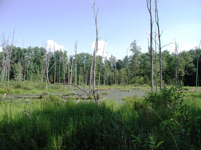 Swampy forest bench blue sky free wallpaper for desktop - medium preview image