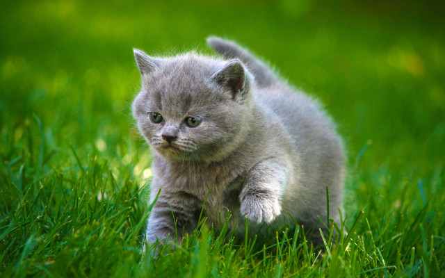 Small kitten grassy field walking free wallpaper for desktop - medium preview image