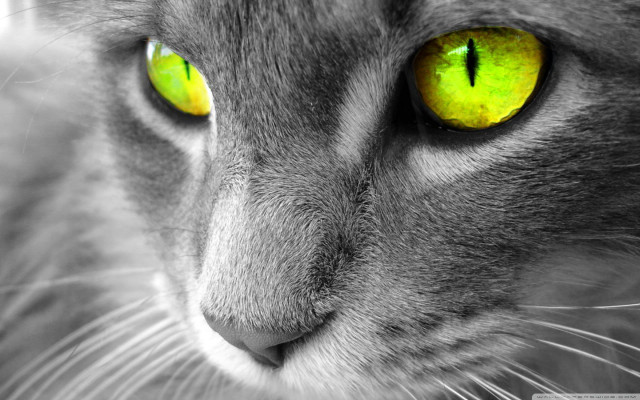 Cat yellow eyes serious look #2 free wallpaper for desktop - medium preview image