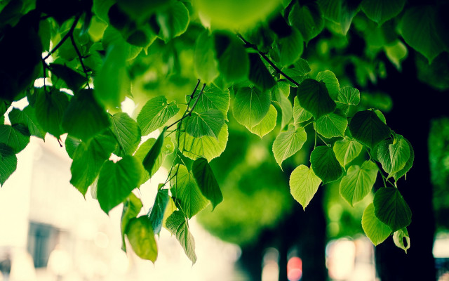 Tree green leaves branches park free wallpaper for desktop - medium preview image