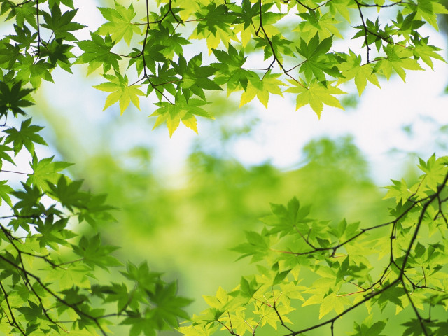 Green tree leaves sky background free wallpaper for desktop - medium preview image