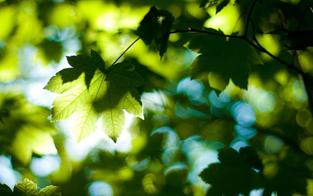 Leaf hanging sunlight green nature free wallpaper for desktop - medium preview image