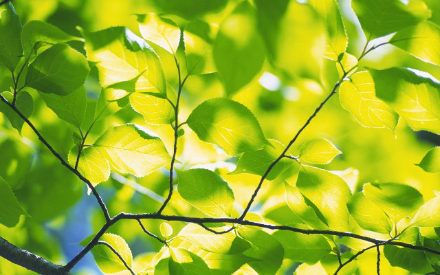 Tree branch leaves blue sky free wallpaper for desktop - medium preview image