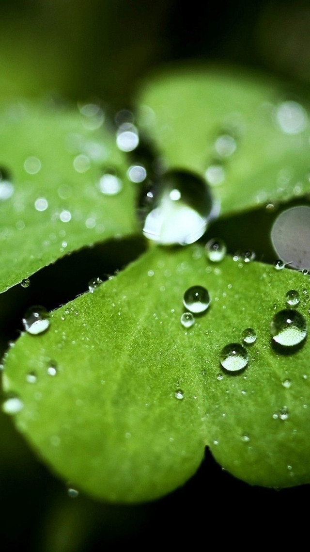 Green leaf water droplets black #9 free wallpaper for mobile - medium preview image