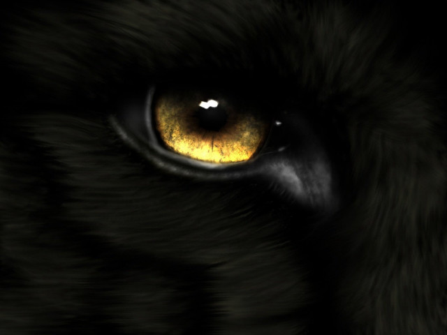Tiger eye yellow eyeshadow black free wallpaper for desktop - medium preview image