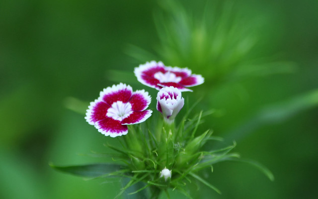 Two small flowers white red free wallpaper for desktop - medium preview image
