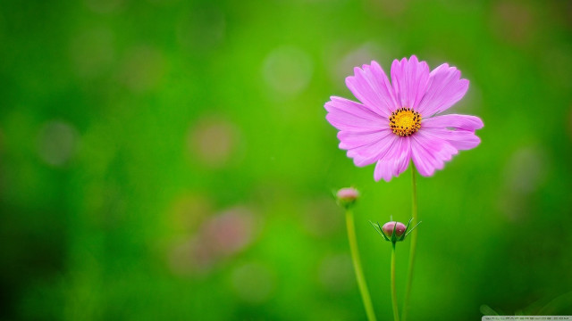 Pink flower yellow center green #4 free wallpaper for desktop - medium preview image