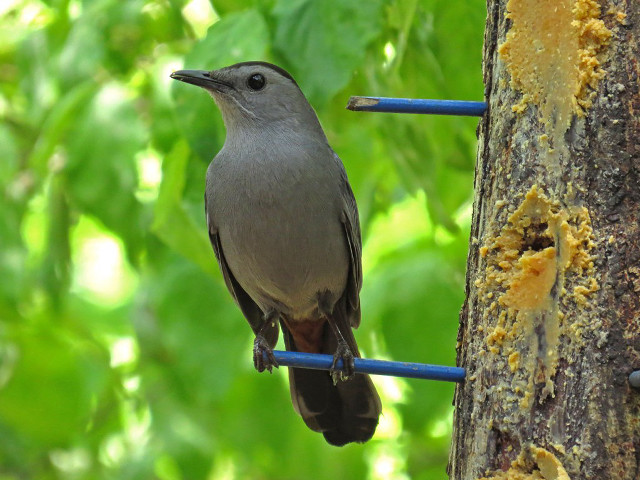 Bird perched blue wire tree free wallpaper for desktop - medium preview image