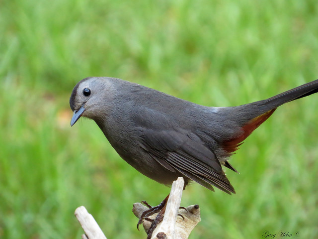 Bird perched branch grass blurry free wallpaper for desktop - medium preview image